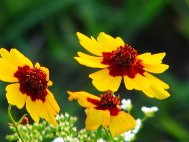 [yellowredflowers[5].jpg]