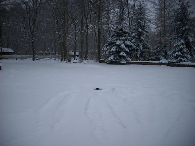 Basen fok w śnieżnej scenerii