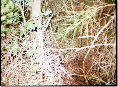 645_pro_tl_polaroid_006