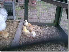 Image0086