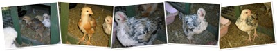 View Chicks 23-6-09
