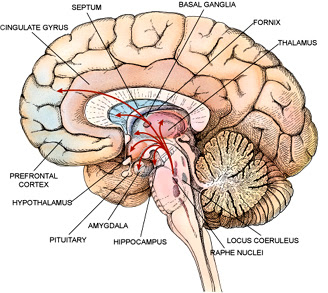 brain-limbic.jpg