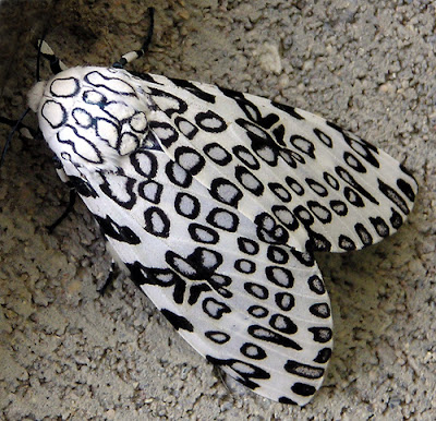 41632-giant_leopard_moth.jpeg