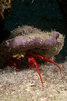  diving