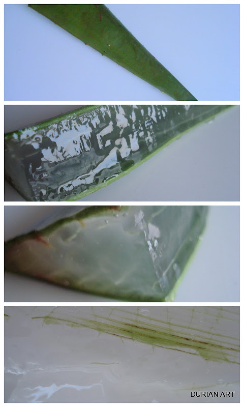 Salade d'Aloe Vera 