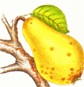 cocciniglia