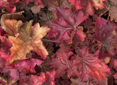 heuchera