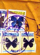 [anthelus impar[3].jpg]