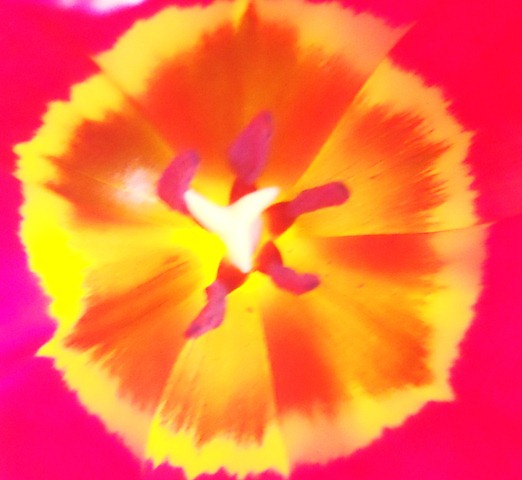 [feb tulips 003[2].jpg]