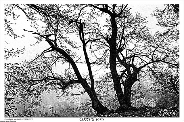 [0231959Corfu3tree2.jpg]