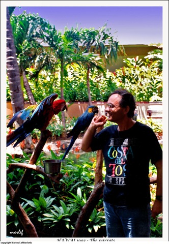 [293HawaiTheparrots2.jpg]