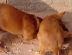Clique Aqui para baixar o Vídeo &nbsp;Cachorros x Ratazana