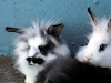 Conejos Enanos Orejas Caidas