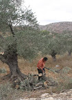 Thumbnail image for Hasbara Lie Exposed: “Staged” Settler Violence is Actually Tree Pruning