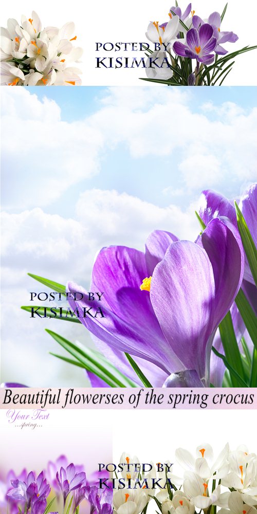 Stock Photo: Beautiful flowers of the spring crocus Stock Photo: Beautiful flowers of the spring crocus