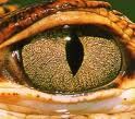 larme de crocodile