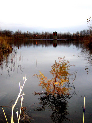 atlantic cedar in high water at JC Res