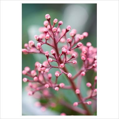 [skimmia japonica[3].jpg]