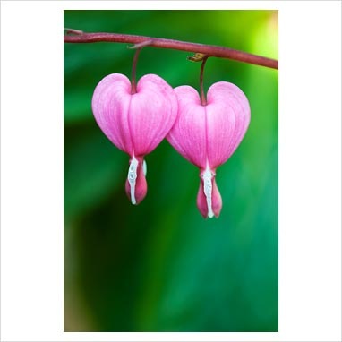 [dicentra fiore a cuore[3].jpg]