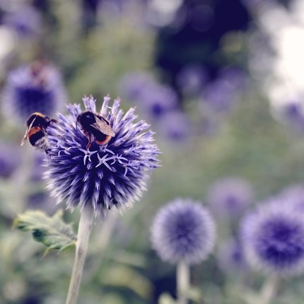 [echinops[6].jpg]
