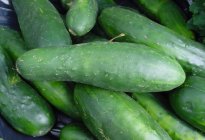 Photo of the item - Cucumber