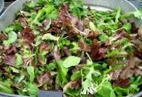 Photo of the item - Mesclun Mix-