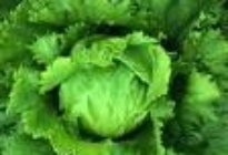 Photo of the item - Lettuce - Iceburg