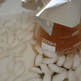 IMG_6649.JPG
