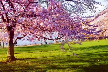 [primavera[4].jpg]