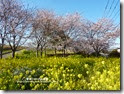 P1090369v P1090369v