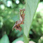 Common Sailor Butterfly