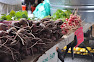 Thumbnail image for Farm Loot~Baltimore Farmer’s Market 9.27.2009