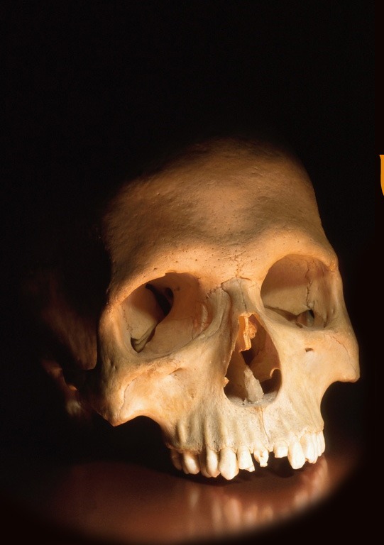 [Happy-Halloween-Skull[5].jpg]