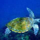 Watersports Guru Snorkeling with the turtles
