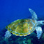 Watersports Guru Snorkeling with the turtles Watersports Guru Snorkeling with the turtles