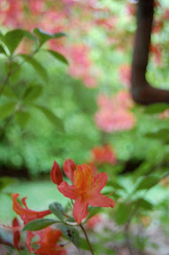 DSC_0194.XkMUpArbLaQJ.jpg