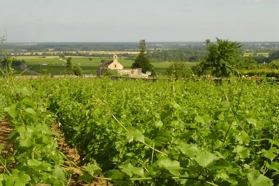 vigne_volnay_domaine_lafarge