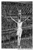 Vinice kříž | Vineyard Jesus Christ on the cross