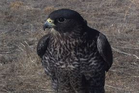 Gyr falcon dark phase