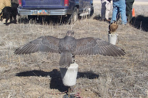 Gyr falcon in foreground. Peregrine in background