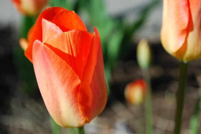 [tulip 1[3].jpg]