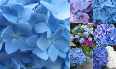 View Hydrangeas