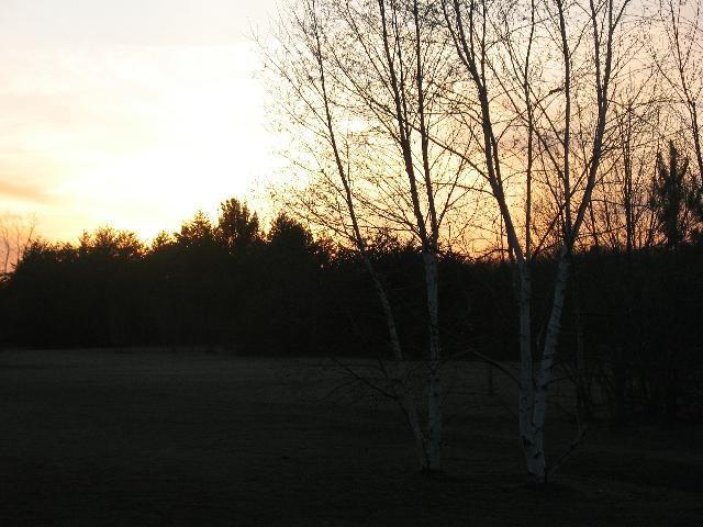 [sunset birches[5].jpg]