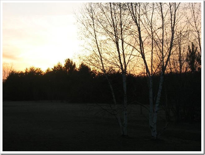 sunset birches