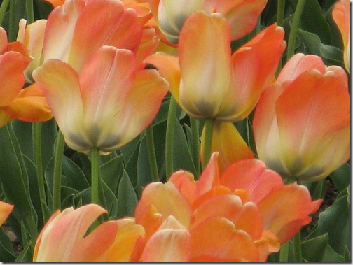 tulips flickr 3