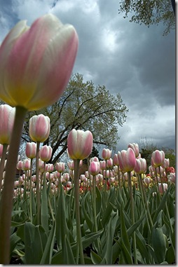 tulips pink flickr