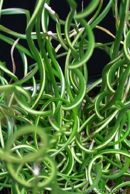 [jackson nurseries[1].jpg]