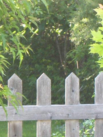 [fence[4].jpg]