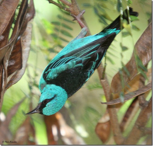 turquoise honeycreeper flickr 2