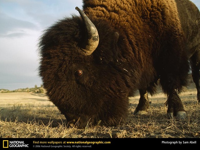 [bison-headshot NG.jpg]